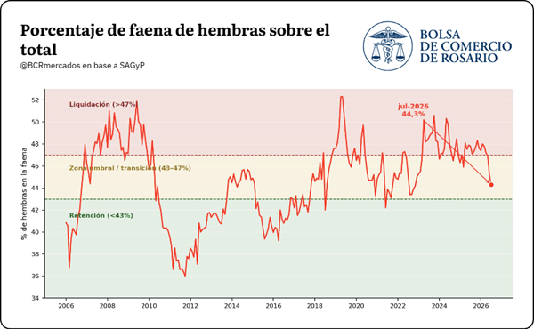 ¿Giro histórico en la ganadería? Por qué el campo mandó menos hacienda pero logró kilos récord