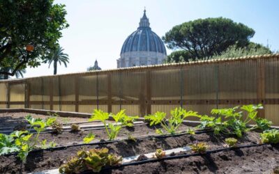 El huerto del Papa cumple 800 años y hoy florece 100% orgánico en los Jardines Vaticanos