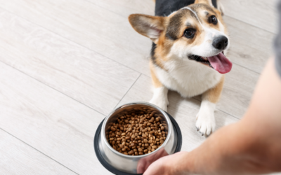 Semana del Perro: CAENA impulsa una campaña para concientizar sobre las necesidades nutricionales de las mascotas Semana del Perro: CAENA impulsa una campaña para concientizar sobre las necesidades nutricionales de las mascotas