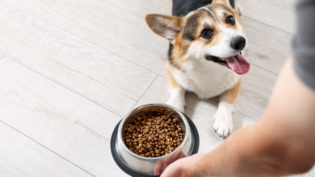 Semana del Perro: CAENA impulsa una campaña para concientizar sobre las  necesidades nutricionales de las mascotas