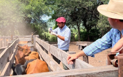 Tres testimonios, tres regiones y una misma conclusión: cómo ganar más terneros y más kilos a partir de eficiencia reproductiva Tres testimonios, tres regiones y una misma conclusión: cómo ganar más terneros y más kilos a partir de eficiencia reproductiva