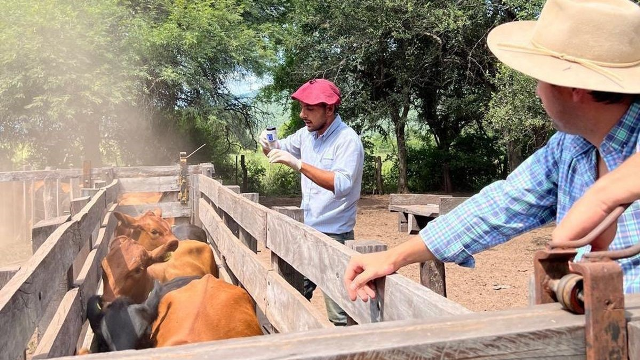  Tres testimonios, tres regiones y una misma conclusión: cómo ganar más terneros y más kilos a partir de eficiencia reproductiva