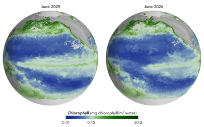 El Pacífico se queda sin alimento: la NASA detecta desde el espacio una fuerte caída del fitoplancton por El Niño El Pacífico se queda sin alimento: la NASA detecta desde el espacio una fuerte caída del fitoplancton por El Niño
