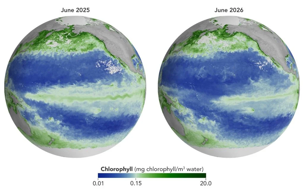 El Pacífico se queda sin alimento: la NASA detecta desde el espacio una fuerte caída del fitoplancton por El Niño