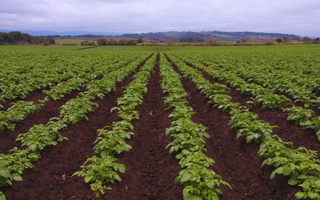 Más rinde en el campo: el poder de alimentar a los cultivos a través de sus hojas