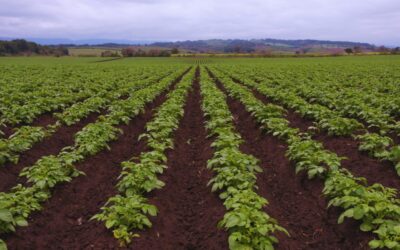 Más rinde en el campo: el poder de alimentar a los cultivos a través de sus hojas Más rinde en el campo: el poder de alimentar a los cultivos a través de sus hojas