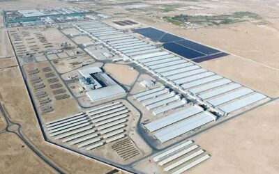 Un oasis lácteo en el Sahara: Argelia construye la macrogranja más ambiciosa del planeta Un oasis lácteo en el Sahara: Argelia construye la macrogranja más ambiciosa del planeta
