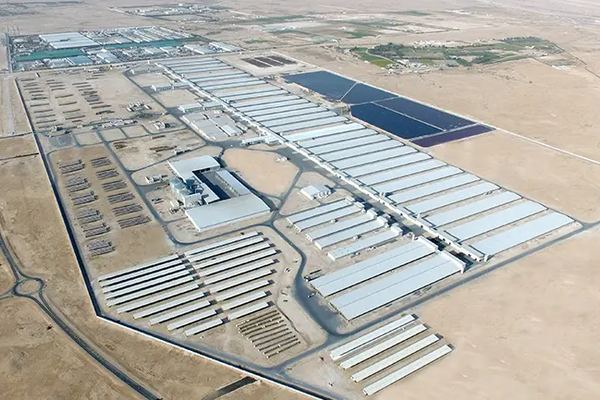 Un oasis lácteo en el Sahara: Argelia construye la macrogranja más ambiciosa del planeta