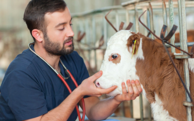 Sanidad Ganadera: el desafío que todavía limita la productividad del rodeo Argentino Sanidad Ganadera: el desafío que todavía limita la productividad del rodeo Argentino