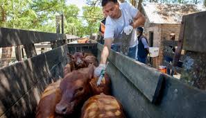 Sanidad animal: la clave invisible que impulsa el potencial agroexportador de Argentina