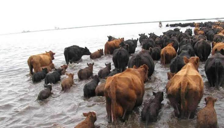 Alerta agropecuaria por un «Súper Niño»: cómo impactará en la cosecha de trigo, la siembra gruesa y el manejo ganadero