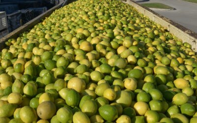 Argentina abrió la exportación de cítricos a Panamá