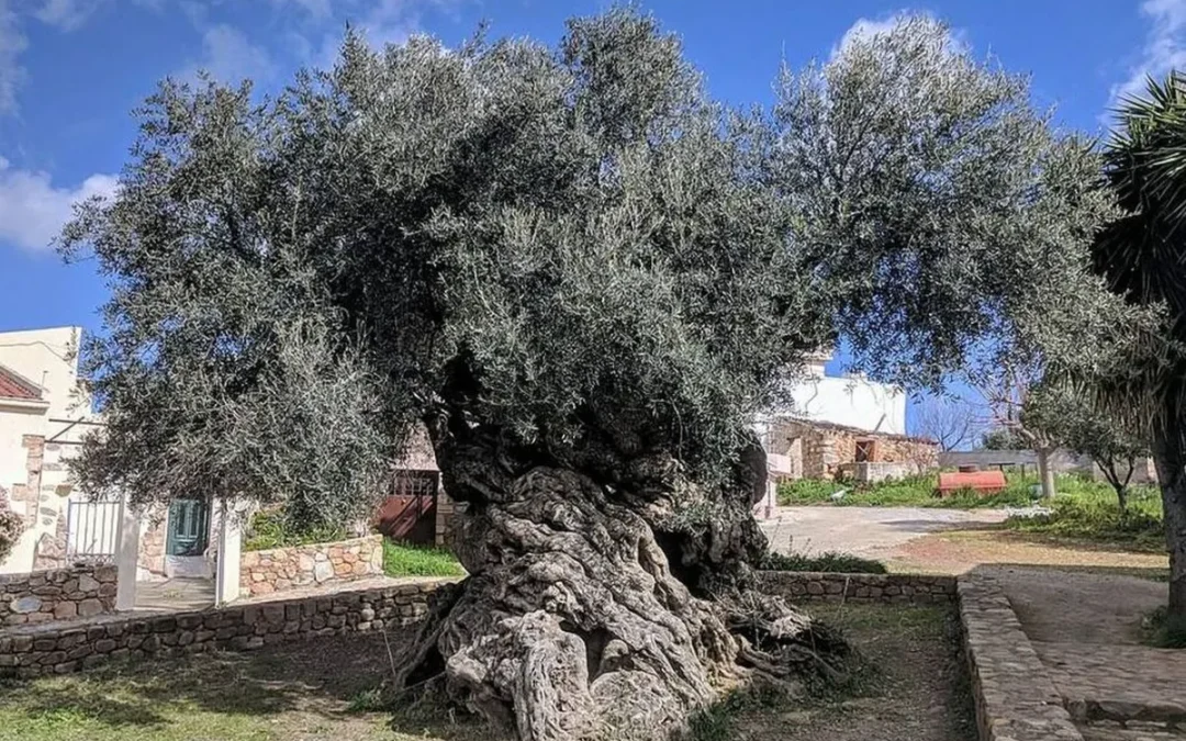 Tiene 4.000 años y sigue dando aceitunas: la historia del olivo que desafía al tiempo