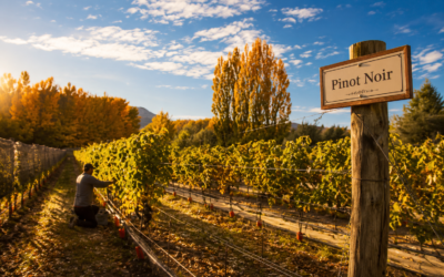 El secreto guardado de la Patagonia: por qué el Pinot Noir de Neuquén es hoy la estrella indiscutida de sus valles El secreto guardado de la Patagonia: por qué el Pinot Noir de Neuquén es hoy la estrella indiscutida de sus valles
