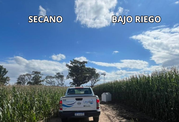 Riego en maíz temprano: nueve años de resultados muestran un 77% más de rendimiento promedio