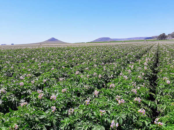 La papa argentina se debate entre la innovación y el futuro: una jornada clave en Balcarce reunirá al sector productivo