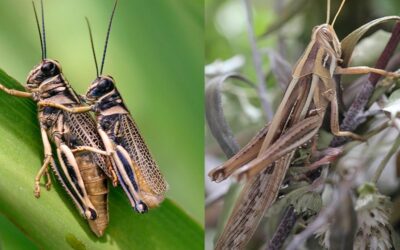 De saltamontes a grillos: el atlas definitivo que revela los secretos de los insectos globales desde La Plata