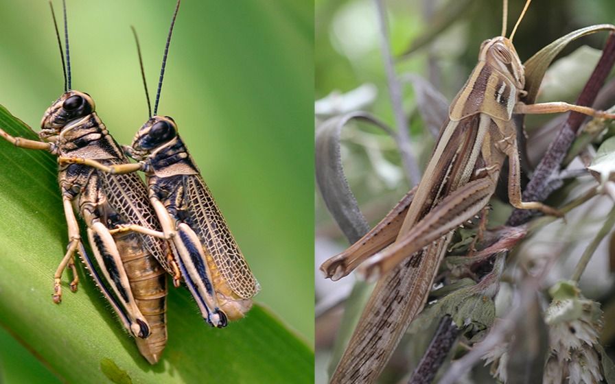 De saltamontes a grillos: el atlas definitivo que revela los secretos de los insectos globales desde La Plata