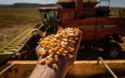El maíz argentino levanta cabeza: la siembra suma 200.000 hectáreas y la cosecha apunta a superar las 67,5 millones de toneladas El maíz argentino levanta cabeza: la siembra suma 200.000 hectáreas y la cosecha apunta a superar las 67,5 millones de toneladas