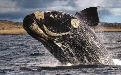 La postal del año en la Patagonia: avistan 1.300 ballenas francas y arranca la mejor temporada para verlas La postal del año en la Patagonia: avistan 1.300 ballenas francas y arranca la mejor temporada para verlas