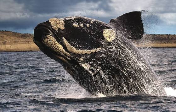 La postal del año en la Patagonia: avistan 1.300 ballenas francas y arranca la mejor temporada para verlas