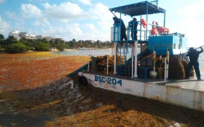 Sargazo en las playas afecta el turismo, pero ya se aprovecha en 6 productos, también agrícolas Sargazo en las playas afecta el turismo, pero ya se aprovecha en 6 productos, también agrícolas