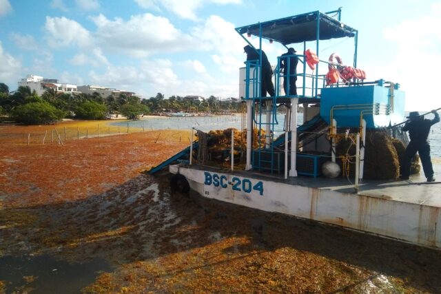Sargazo en las playas afecta el turismo, pero ya se aprovecha en 6 productos, también agrícolas