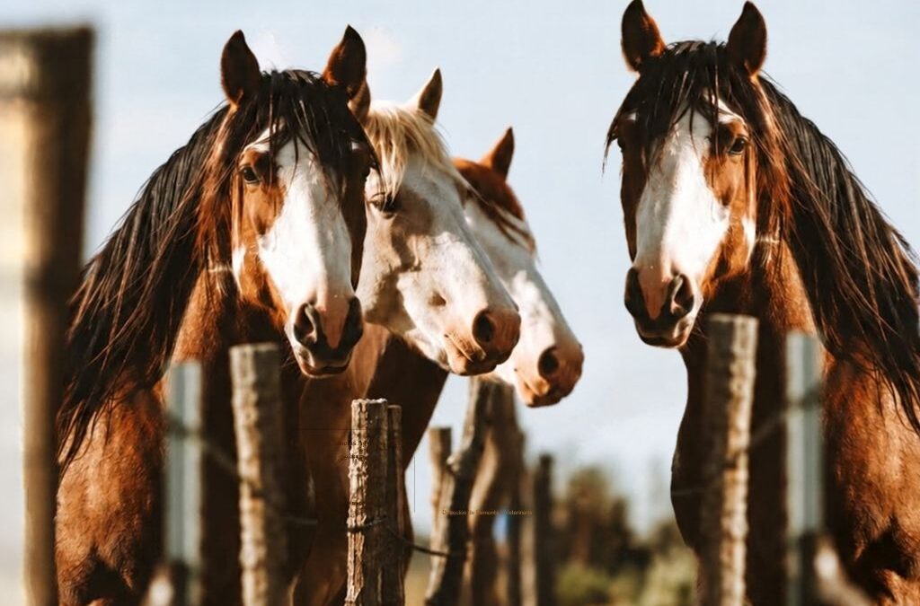 Producción equina: una jornada reunirá en Buenos Aires a especialistas en sanidad, manejo y nuevos usos del caballo