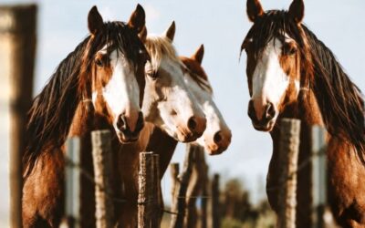 Producción equina: una jornada reunirá en Buenos Aires a especialistas en sanidad, manejo y nuevos usos del caballo Producción equina: una jornada reunirá en Buenos Aires a especialistas en sanidad, manejo y nuevos usos del caballo