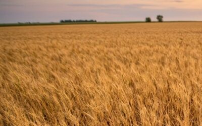 Cuánto invirtieron los productores para sembrar la campaña 2025/26