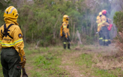 Fuego que protege: el plan estratégico de quemas controladas en nuestros parques nacionales Fuego que protege: el plan estratégico de quemas controladas en nuestros parques nacionales