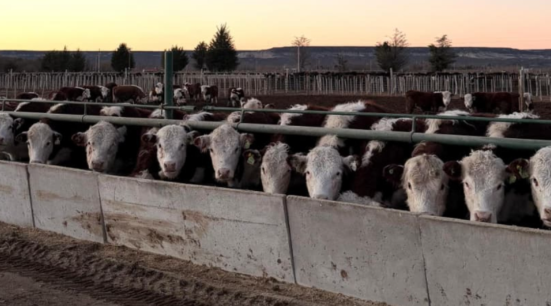 Trámites más simples para el campo: el SENASA elimina exigencias ambientales y territoriales para inscribir feedlots