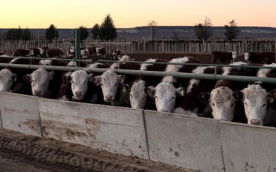 Trámites más simples para el campo: el SENASA elimina exigencias ambientales y territoriales para inscribir feedlots Trámites más simples para el campo: el SENASA elimina exigencias ambientales y territoriales para inscribir feedlots