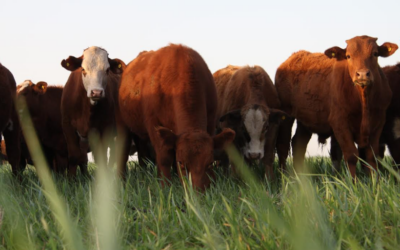 Ganadería inteligente: por qué los datos y la información en tiempo real son la clave para superar la incertidumbre en el campo argentino