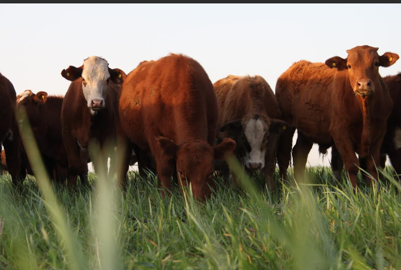 Ganadería inteligente: por qué los datos y la información en tiempo real son la clave para superar la incertidumbre en el campo argentino