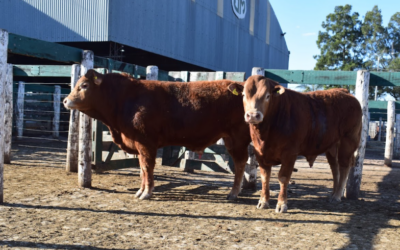 La raza Limousin despliega su potencial carnicero y máxima calidad genética en Jesús María La raza Limousin despliega su potencial carnicero y máxima calidad genética en Jesús María