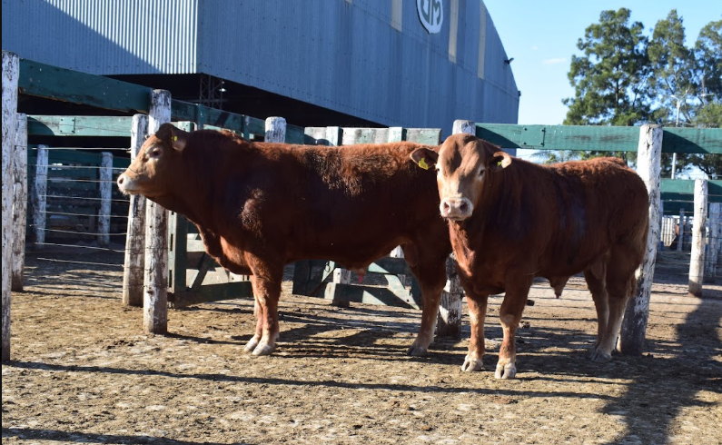 La raza Limousin despliega su potencial carnicero y máxima calidad genética en Jesús María