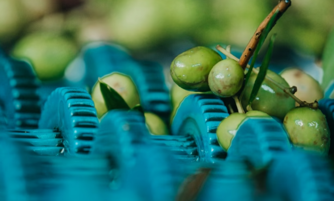 Del olivar a la botella: los secretos, desafíos y triunfos de la industria del aceite de oliva en San Juan