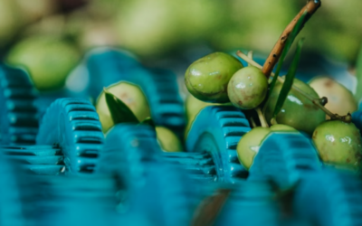 Del olivar a la botella: los secretos, desafíos y triunfos de la industria del aceite de oliva en San Juan Del olivar a la botella: los secretos, desafíos y triunfos de la industria del aceite de oliva en San Juan