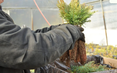 Esperanza para la Patagonia: plantarán más de 100 mil árboles nativos para curar las cicatrices del fuego Esperanza para la Patagonia: plantarán más de 100 mil árboles nativos para curar las cicatrices del fuego