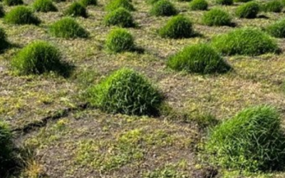Pasto Nilo: La apuesta clave del INTA para revolucionar la ganadería en campos inundables Pasto Nilo: La apuesta clave del INTA para revolucionar la ganadería en campos inundables