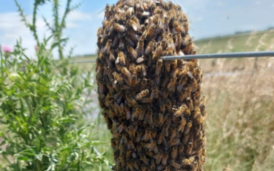 Enjambres de abejas: qué hacer si aparecen en la vía pública o en tu casa