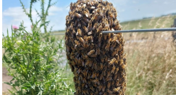 Enjambres de abejas: qué hacer si aparecen en la vía pública o en tu casa