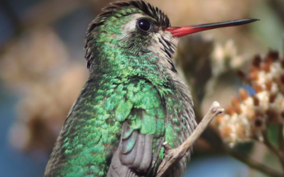 Costanera Sur, un humedal de 350 hectáreas para caminar, avistar aves y descubrir la naturaleza en plena ciudad