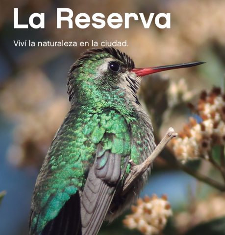 Costanera Sur, un humedal de 350 hectáreas para caminar, avistar aves y descubrir la naturaleza en plena ciudad