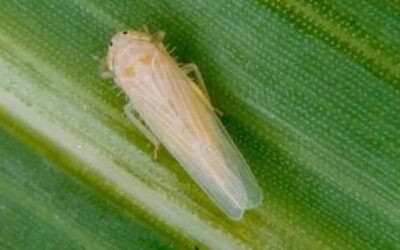 El clima volvió a golpear a la chicharrita: monitorear y eliminar maíces guachos es clave para evitar que la plaga prospere