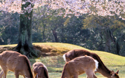 Viaje a Japón en época de Sakura y circuito completo de 12 días Viaje a Japón en época de Sakura y circuito completo de 12 días