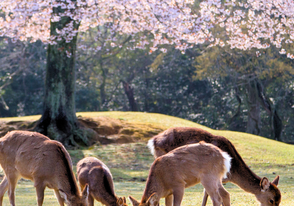 Viaje a Japón en época de Sakura y circuito completo de 12 días