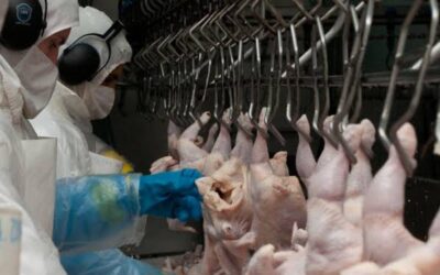 Argentina logró la reapertura del mercado de Japón para carne aviar y ovoproductos
