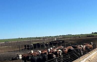 Nivel de encierre ¿Cuánto de la oferta futura está hoy en los corrales?